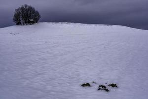 Trees on a hill photo