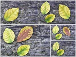 Collage beech leaves photo