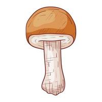 Vector isolated autumn doodle illustration of forest edible porcini mushroom in outline style.