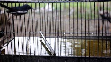 pássaro tomando banho em uma gaiola em uma piscina de água video