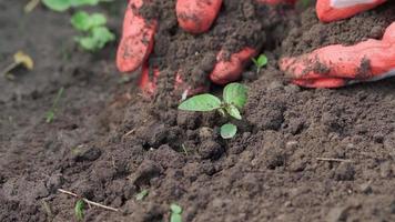 piantare piantine nel fertile terra. agricoltori mani accuratamente pianta piccolo pianta. video