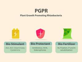 función pgpr para el suelo, el papel y el principio de funcionamiento de las rizobacterias promotoras del crecimiento vegetal pgpr vector