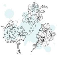 Vector flower of orchid. Ink illustration isolated.