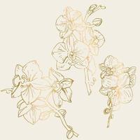 Vector flower of orchid. Ink illustration isolated.