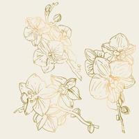 Vector flower of orchid. Ink illustration isolated.