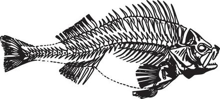 silhouette of Fish Skeleton Vector in a Flat Style