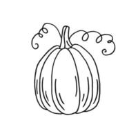 Pumpkin. Hand drawn vector illustration in doodle style. Black and white image of vegetables.