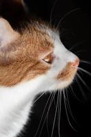 Portrait of a young male cat, with white and brown fur, brown eyes and a curious look, in front of a dark background in vertical format photo