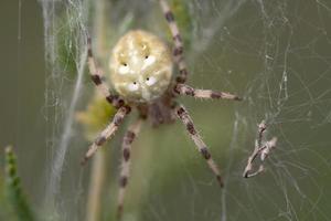 Close-up of a garden spider hiding in a web of cobwebs against a green background in nature. photo