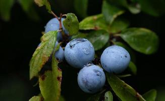 Close-up of wild, blue and ripe sloes, in autumn against a dark background in nature. The sloes are covered with drops of water. photo