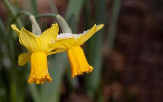 Close up of yellow daffodils covered in ice and snow in spring photo