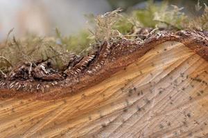 Close up of the bark and grain of an old felled log covered with moss photo
