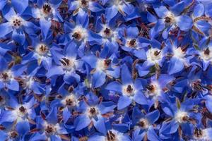 Background from many blue flowers of boretsch or cucumber herb or kukumerkraut, which are on top of and next to each other photo