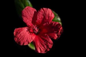 Close-up of a red hibiscus flower against a dark background photo