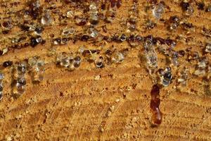 Close-up and texture of a sawed-off tree trunk with many drops of resin hanging from it photo