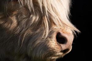 Detail shot of a Scottish highland cattle. You can see the snout and long fur against a dark background. photo