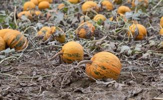 Many ripe yellow pumpkins lie side by side in a field. The leaves have withered. The earth is brown. photo