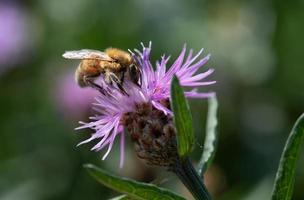 primer plano de una pequeña abeja de miel contra la luz. la abeja está buscando comida y polen en una flor silvestre púrpura. el fondo es verde con reflejos de luz foto