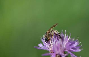 Close-up of a small wild bee against the light. The bee is looking for food and pollen on a purple wildflower. There is space for text. photo