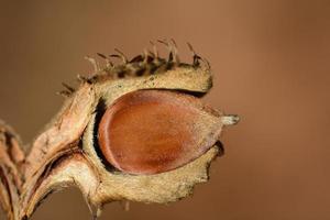 Close-up of the seeds of a beech tree, which is protectively embedded in its shell photo