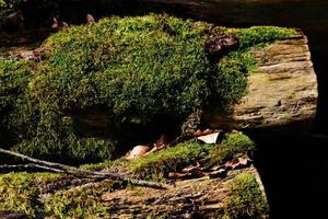 Green moss grows on weathered tree trunks in the forest photo