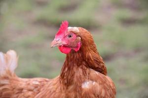 un pollo doméstico marrón está parado en un pasto y mira hacia atrás foto