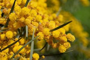 closeup of a yellow flowering silver acacia, or false mimosa, with its flowers in spring in Sicily photo