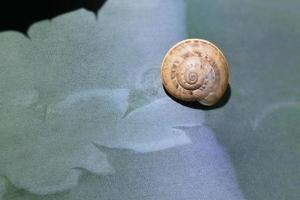 A snail with a house sits on the green leaf of an agave and the shadows of the spines stand out photo