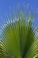 a green palm leaf against a blue sky in vertical format photo