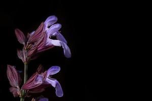 Close-up and detailed shot of the purple flowers of sage, against a dark background with space for text photo