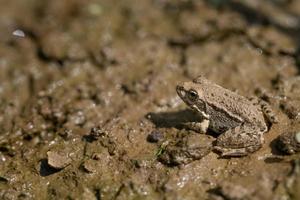 Close-up of a small water frog  sitting on brown wet mud at the shore in nature. The frog is well camouflaged. photo