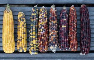 Several corn cobs in different colors lie next to each other on a wooden background. The bulbs are sorted by brightness. photo