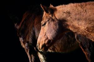 Close up of a light brown horse with its head and neck, in front of another horse and against a dark background photo