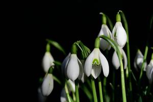 A group of fresh white snowdrops bloom against a dark background in spring photo