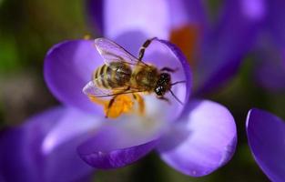 A honey bee collects pollen from a purple crocus in a meadow in Bavaria in springtime photo