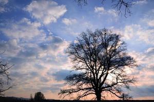 A bare tall tree stands at sunrise in the morning against a cloudy sky of blue and red colors photo