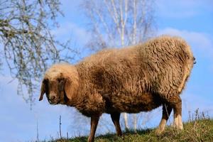 A light brown sheep with a lot of wool stands in front of a blue sky on a green meadow in spring in Bavaria photo