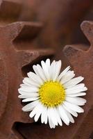 Close up of rusty old gears and a daisy stuck in them, in portrait orientation photo