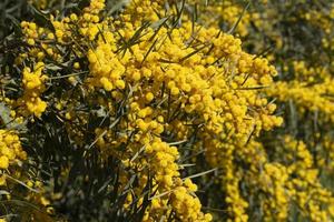 A yellow flowering silver acacia, or false mimosa, with its flowers in spring in Sicily photo