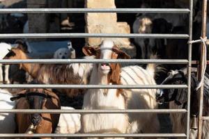 In the countryside in southern Europe, sheep and goats are in a stable, behind bars photo