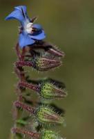 Close-up of borage or cucumber herb or kukumerkraut  which has opened the first flower above many buds against a green background. photo