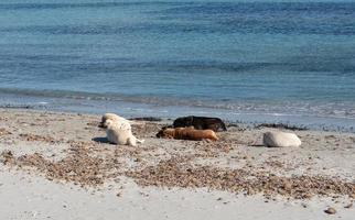 On the beach by the sea are a couple of wild dogs that live together as a pack and are now resting photo