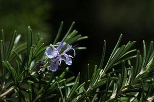 Close up of a rosemary sprig with a purple small flower, against a green background outdoors photo