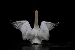 A white swan swims in dark water and opens its wings from behind photo