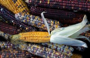 Many ripe corncobs of different colors lie on top of and next to each other. At the very top is a yellow corncob with the protective leaves still attached. The grain is colorful. photo