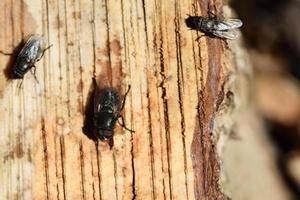 varias moscas están sentadas en un tocón de árbol recién talado y están buscando la savia del árbol que se ha escapado por comida, fotografiada desde arriba foto