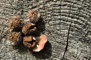 Empty beech seed pods, so-called Bucheggern, lie on a monochrome tree shed as a background photo