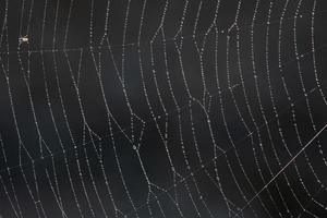 Texture and background of a spider web with small drops of water hanging from it against a dark background. A small insect got caught in it on the edge. photo