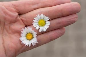 Close up of an elderly woman's hand outstretched and holding two fresh daisies photo