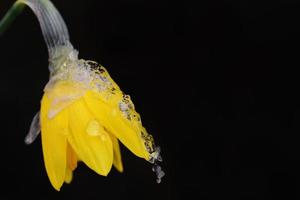 Close-up of a yellow daffodil against a dark background covered with ice and snow photo